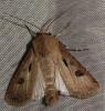 Agrotis exclamationis
